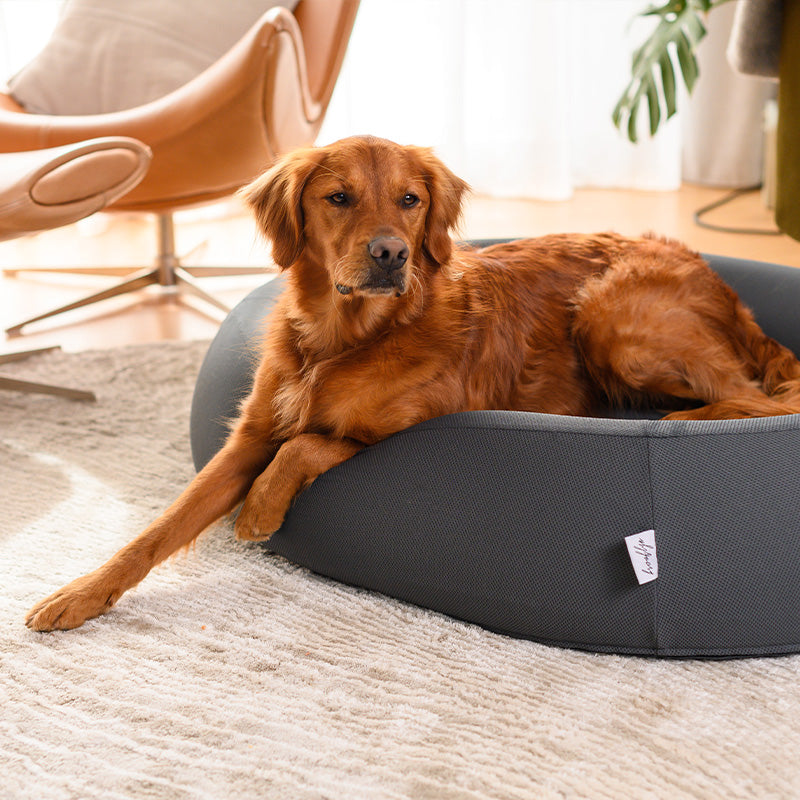Golden retriever lying in a dark grey Brooklyn Nest dog bed