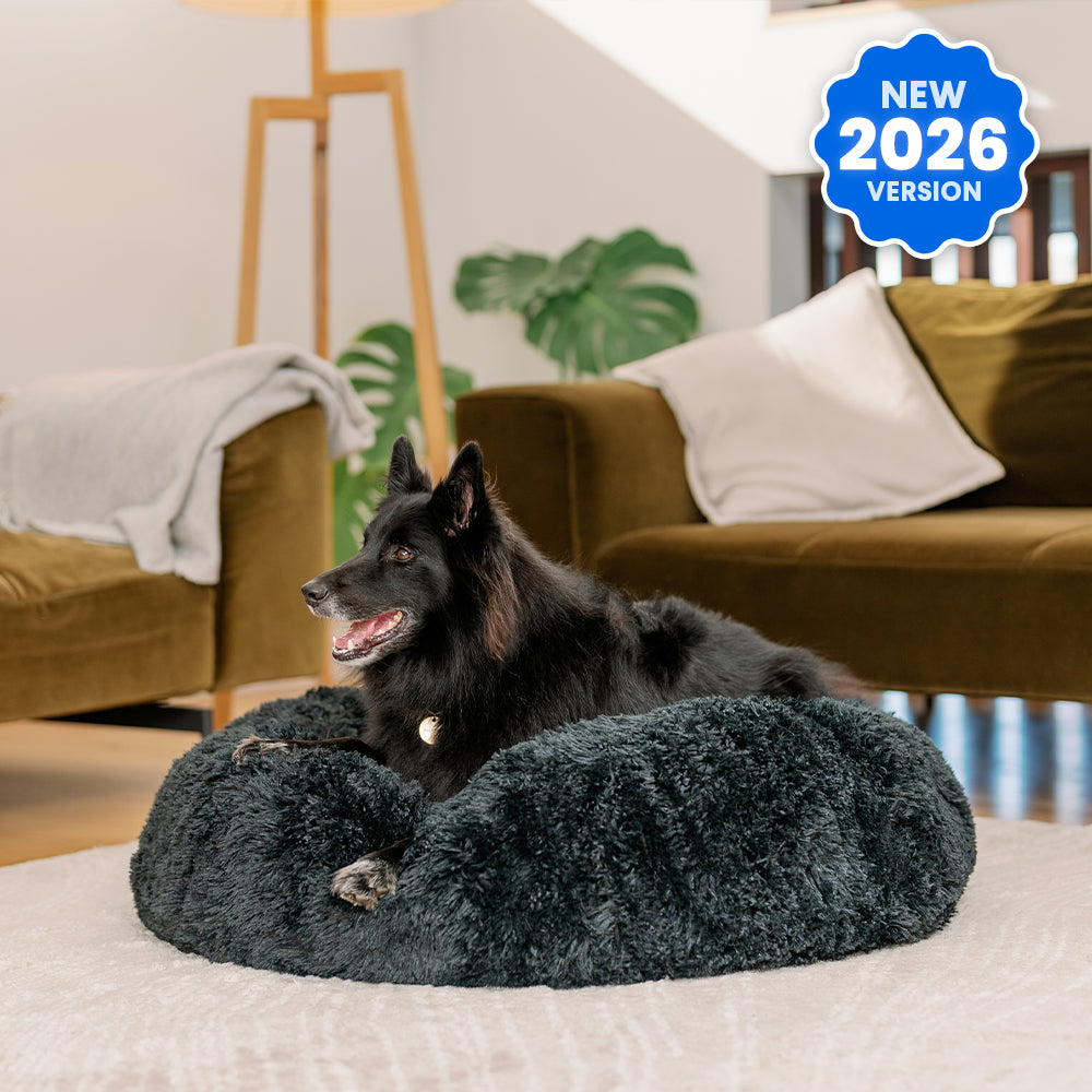 Black dog sitting on a dark grey round plush Brooklyn dog bed in a living room