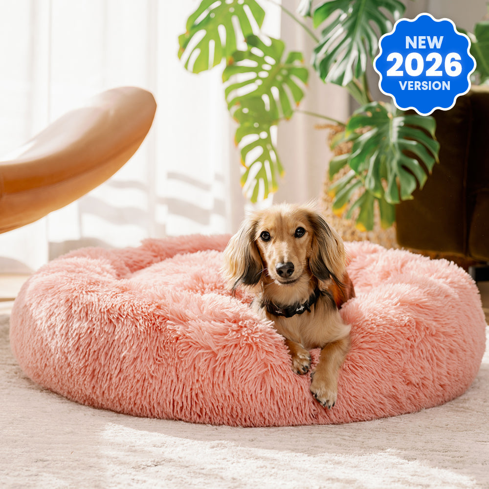 Dachshund on a pink round plush Brooklyn dog bed