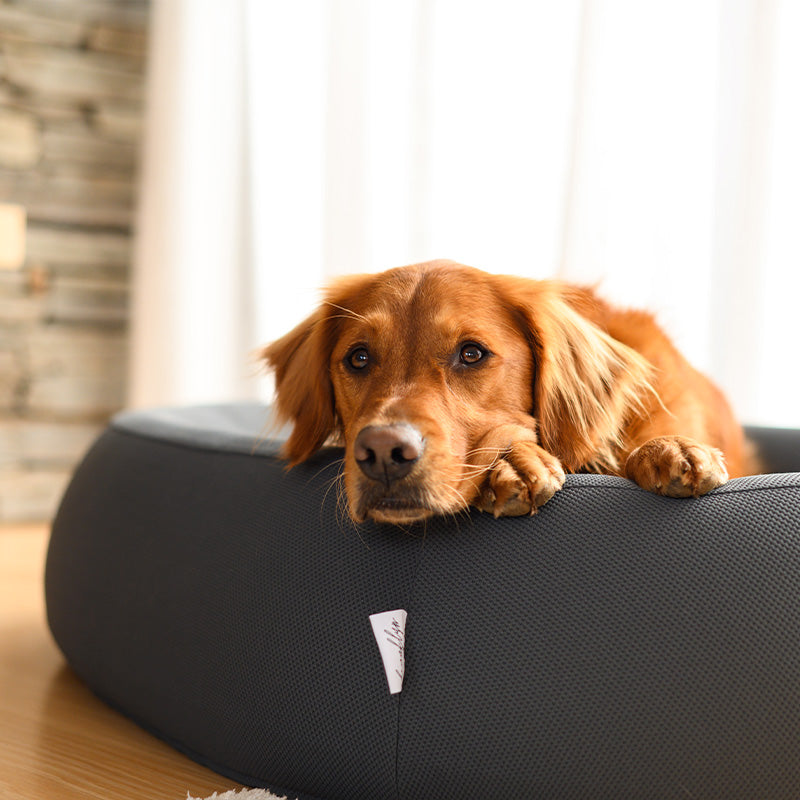 Golden retriever resting its head on the edge of a grey Brooklyn Nest dog bed