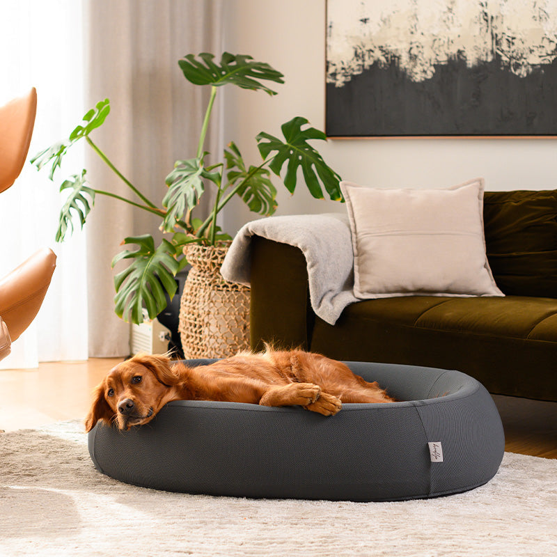 Dog lying in a grey Brooklyn Nest dog bed beside plants