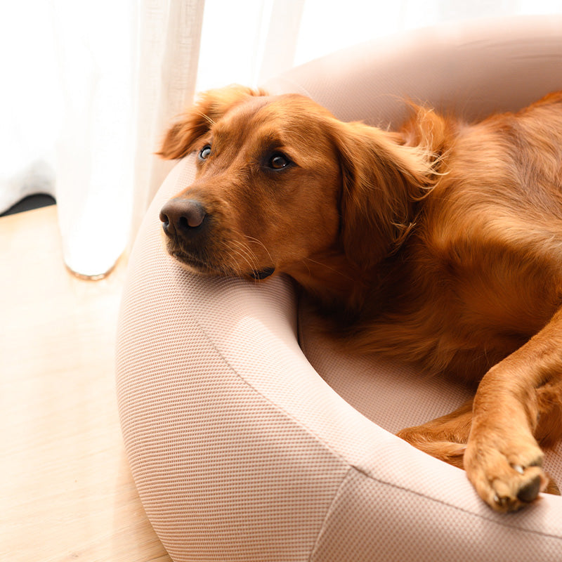 Golden retriever resting in a pink Brooklyn Nest dog bed