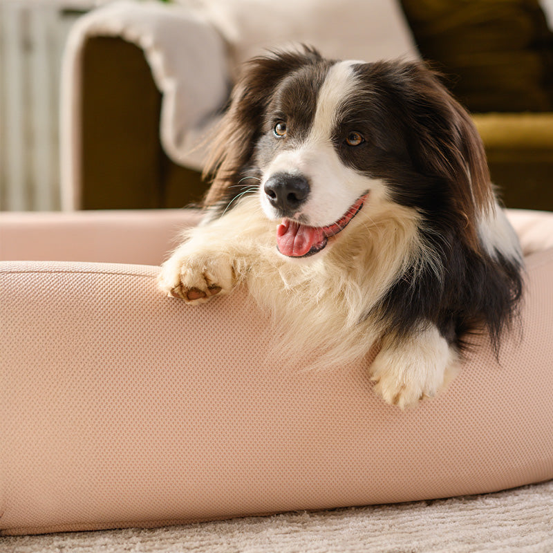 Border collie leaning on a pink Brooklyn Nest dog bed