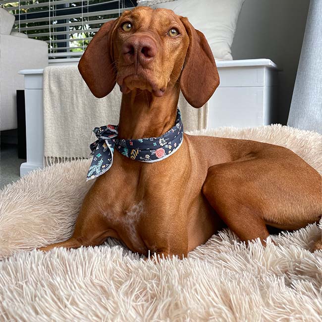Vizsla wearing a bandana on a beige plush Brooklyn dog bed