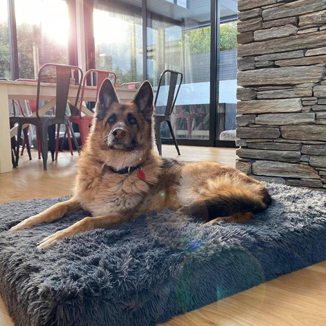 German Shepherd on a grey plush Brooklyn Ultra memory foam dog bed in a sunroom