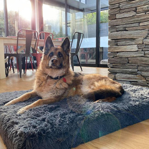 German Shepherd on a grey plush Brooklyn Ultra memory foam dog bed in a sunroom