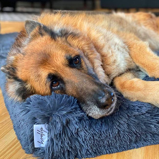 German Shepherd resting its head on a blue-grey plush Brooklyn Ultra memory foam dog bed