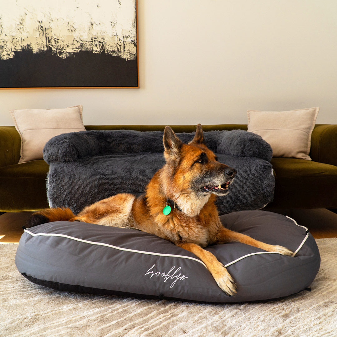 German Shepherd lying on a Brooklyn Luxe Lounger 2-in-1 dog bed in a living room