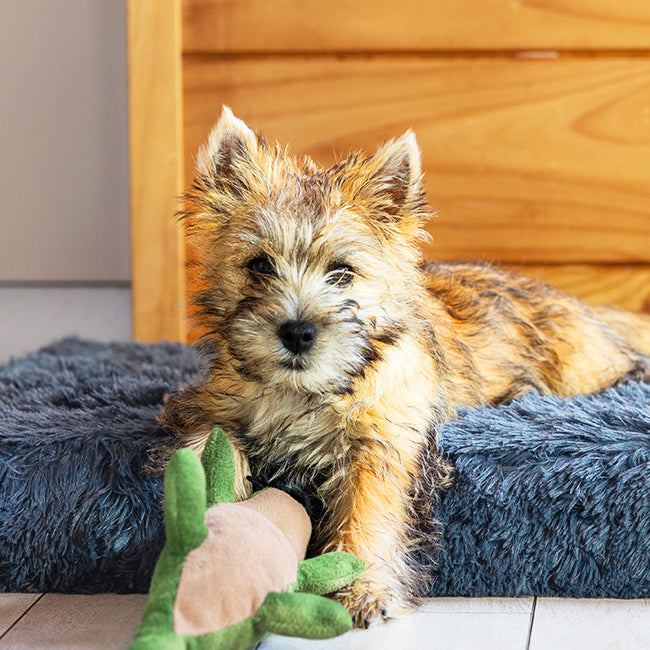 Terrier with a toy on a dark grey plush Brooklyn Ultra memory foam dog bed