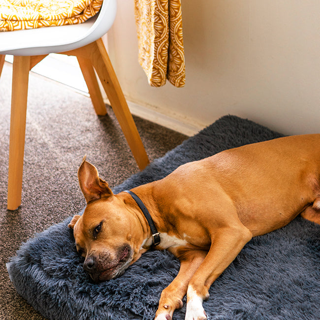 Dog lying on a dark grey plush Brooklyn Ultra memory foam dog bed