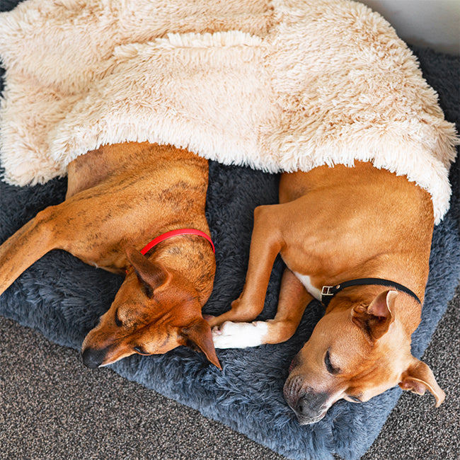 Two dogs under a blanket on a Brooklyn Ultra memory foam dog bed