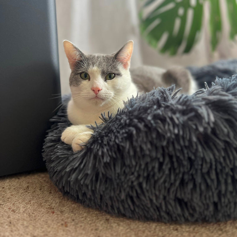 Grey and white cat in a dark grey round plush Brooklyn cat bed