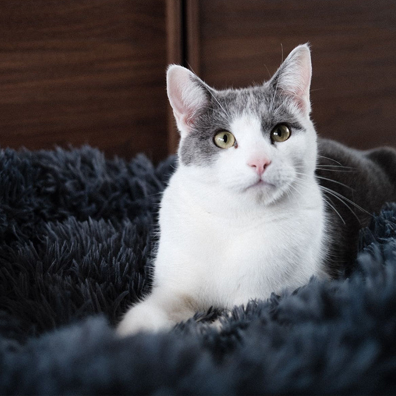 Grey and white cat in a black plush Brooklyn cat bed