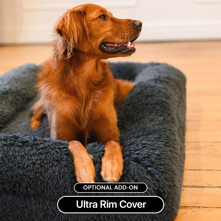 Golden retriever sitting on a dark grey Brooklyn Ultra memory foam dog bed with the optional Ultra Rim Cover