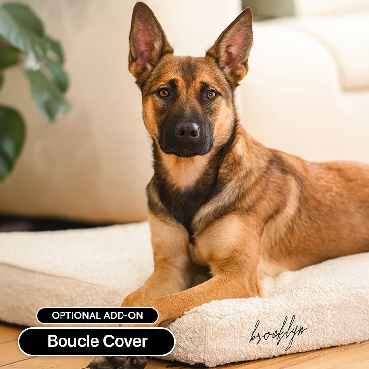 Young German Shepherd on a Brooklyn Ultra memory foam dog bed with the optional Bouclé Cover