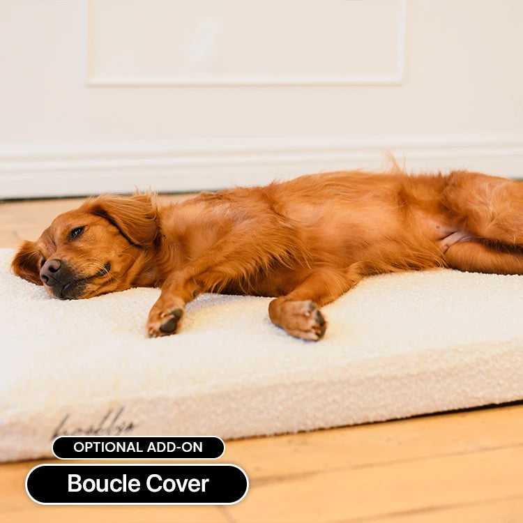 Dog stretched out on a Brooklyn Ultra memory foam dog bed with the optional Bouclé Cover