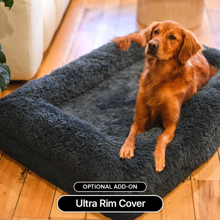 Golden retriever on a dark grey Brooklyn Ultra memory foam dog bed with the optional Ultra Rim Cover