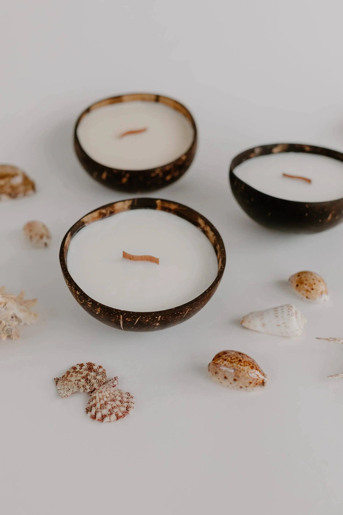 Three Coco Bella coconut wax candles in coconut shells with wood wicks, among small shells