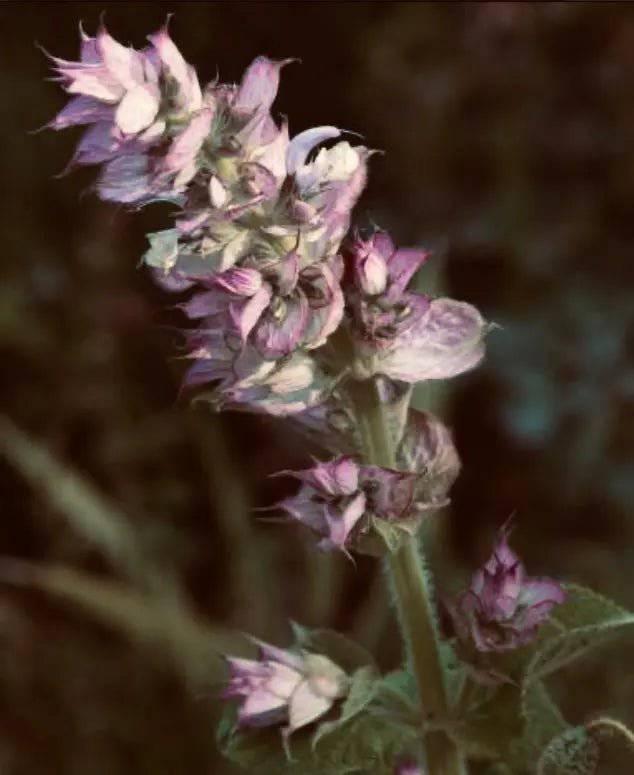 Clary Sage – Essential Oil