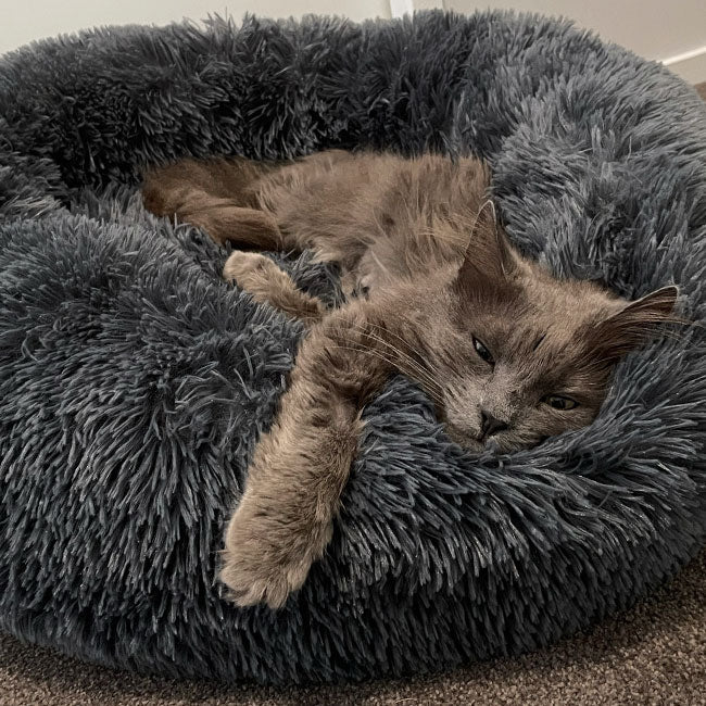 Grey cat asleep in a dark grey plush Brooklyn cat bed