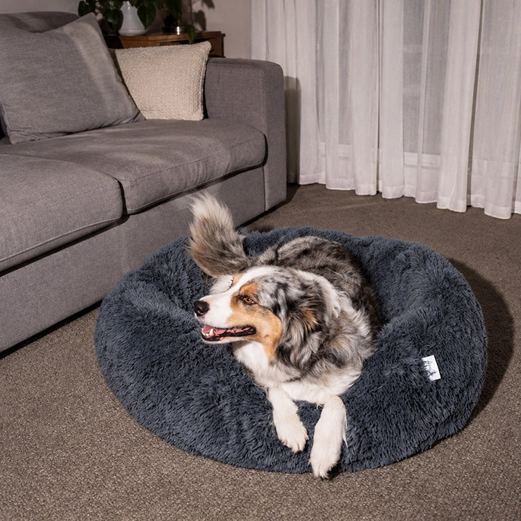 Australian Shepherd on a dark grey round plush Brooklyn dog bed beside a sofa