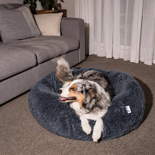 Australian Shepherd on a dark grey round plush Brooklyn dog bed beside a sofa