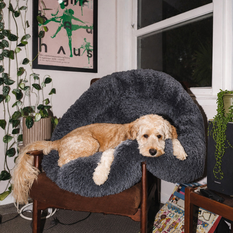 Curly-haired dog on a dark grey round plush Brooklyn dog bed by a window