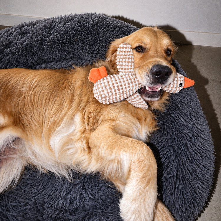 Golden retriever with a toy on a dark grey round plush Brooklyn dog bed