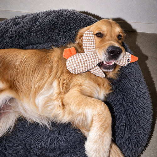 Golden retriever with a toy on a dark grey round plush Brooklyn dog bed