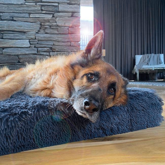 German Shepherd lying on a dark grey plush Brooklyn Ultra memory foam dog bed