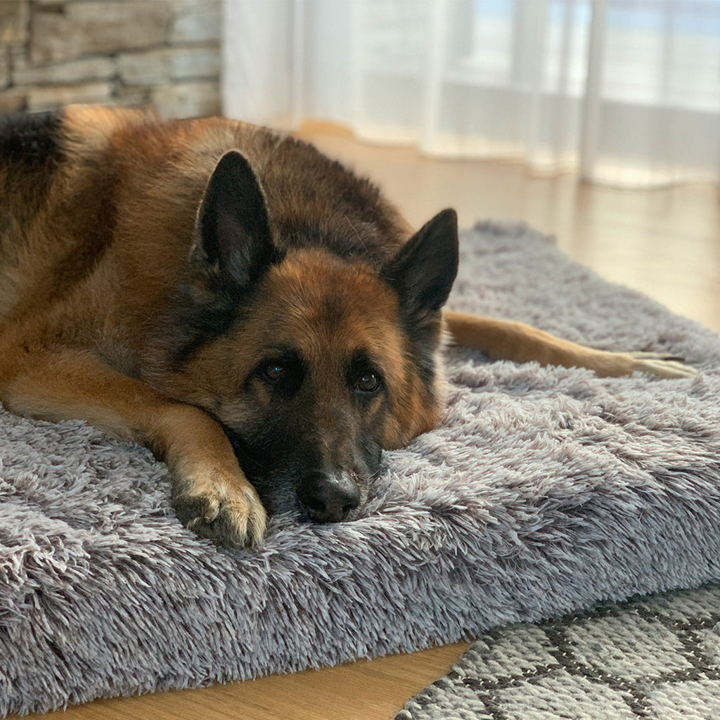 German Shepherd resting on a grey plush Brooklyn Ultra memory foam dog bed