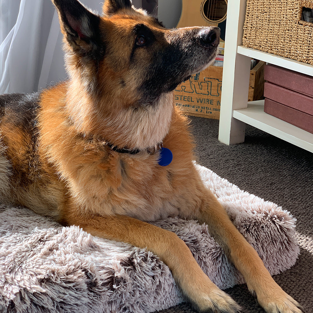 German Shepherd lying on a light grey plush Brooklyn Ultra memory foam dog bed
