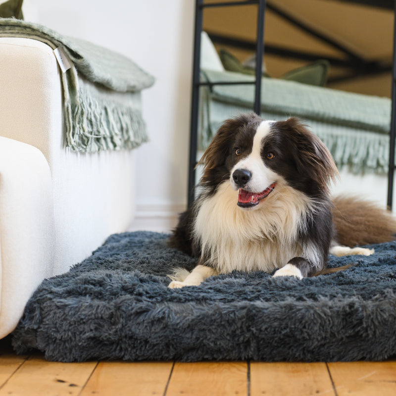 Border collie lying on a dark grey plush Brooklyn Ultra memory foam dog bed