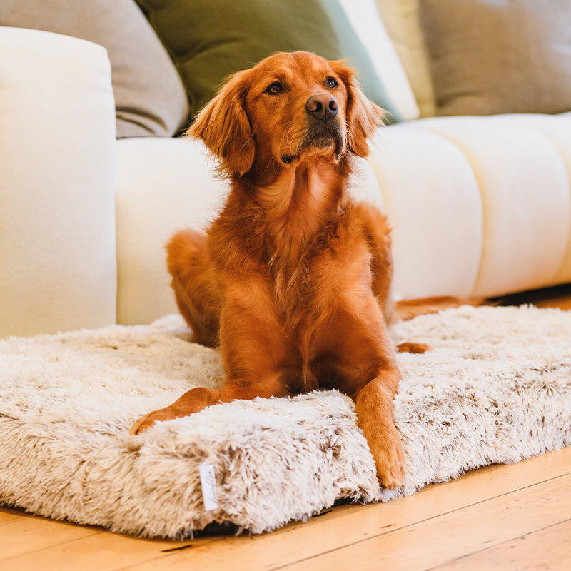 Golden retriever lying on a cream Brooklyn Ultra memory foam dog bed by a sofa