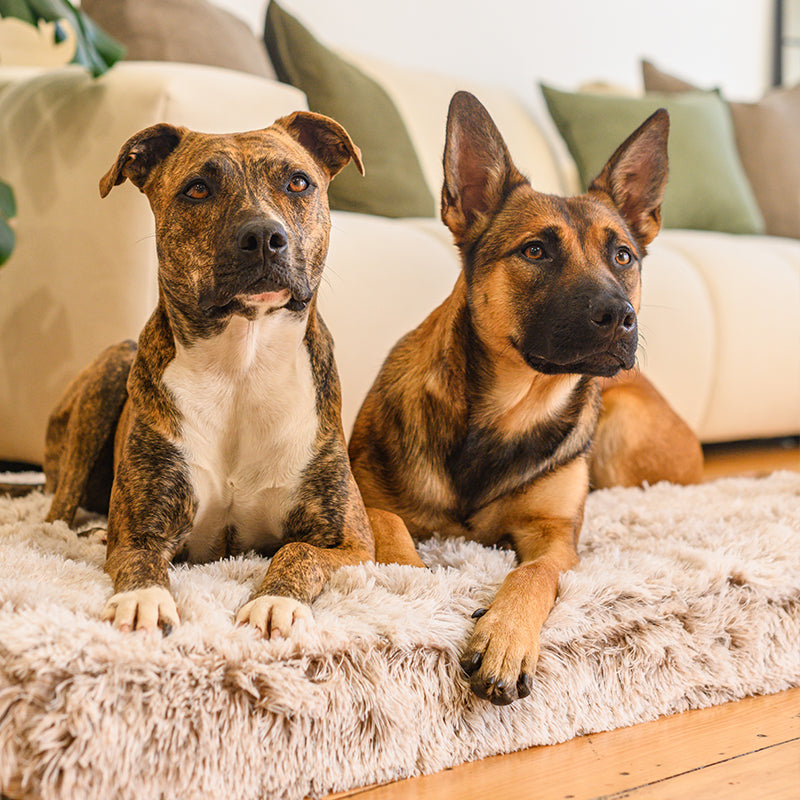 Two dogs sitting on a light grey plush Brooklyn Ultra memory foam dog bed