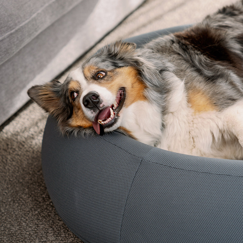 Australian Shepherd lying in a grey Brooklyn Nest dog bed