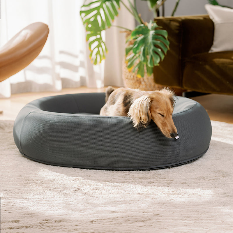 Dachshund resting in a grey Brooklyn Nest dog bed
