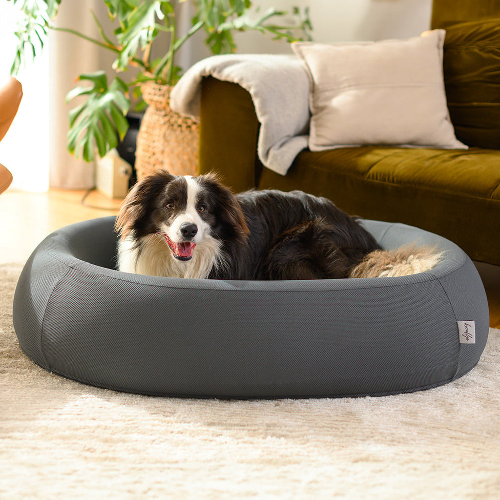 Border collie lying in a grey Brooklyn Nest dog bed