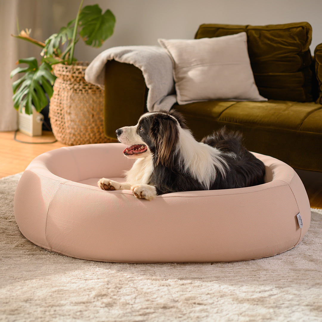 Border collie lying in a pink Brooklyn Nest dog bed
