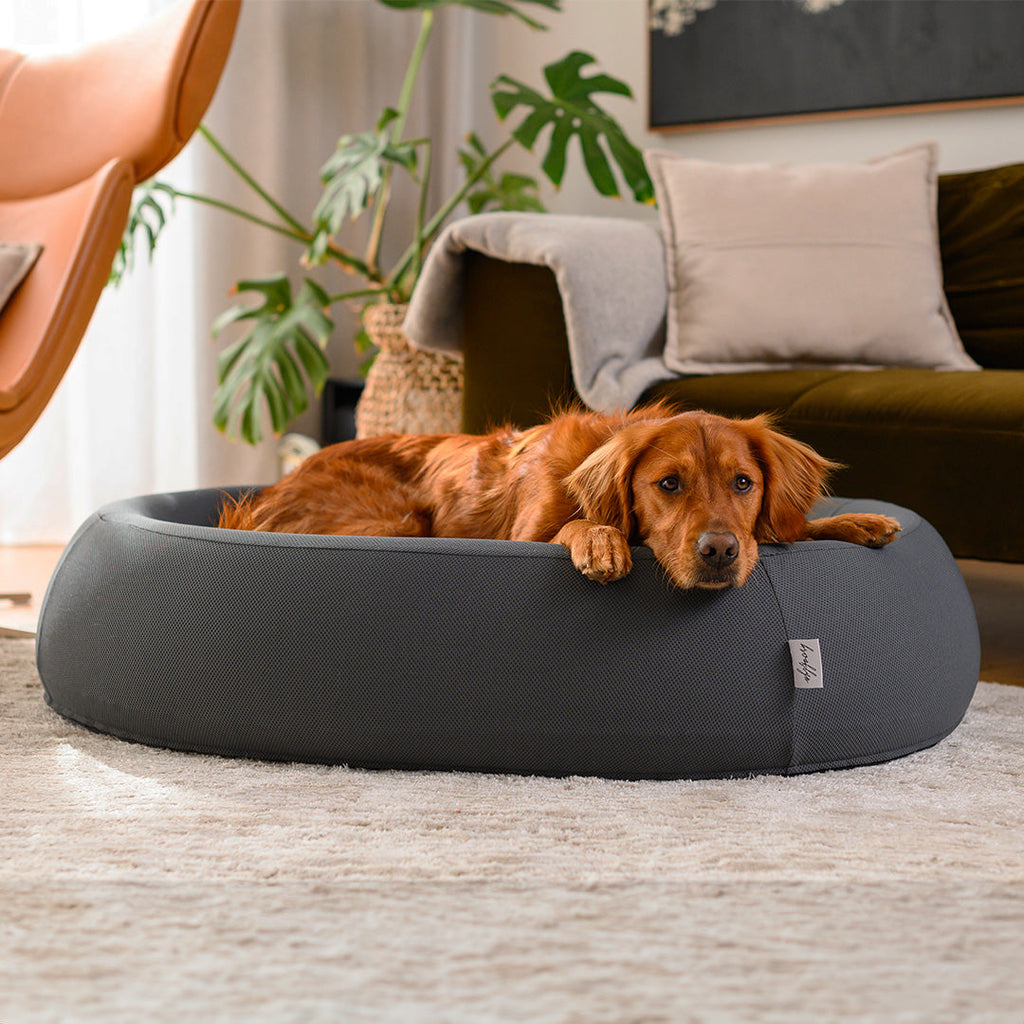 Golden retriever lying in a grey Brooklyn Nest dog bed in a living room