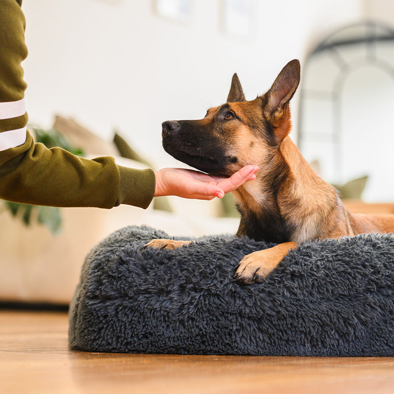 Hand reaching out to a German Shepherd on a dark grey Brooklyn memory foam bolster dog bed