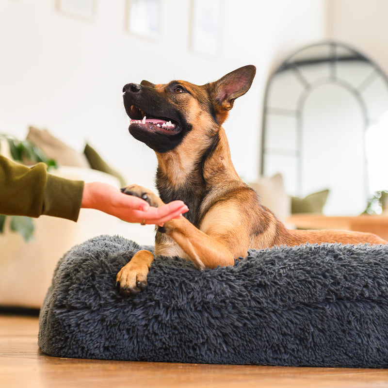 German Shepherd on a dark grey Brooklyn memory foam bolster dog bed being patted