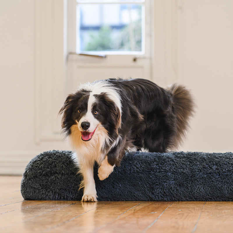 Border collie stepping onto a dark grey Brooklyn memory foam bolster dog bed
