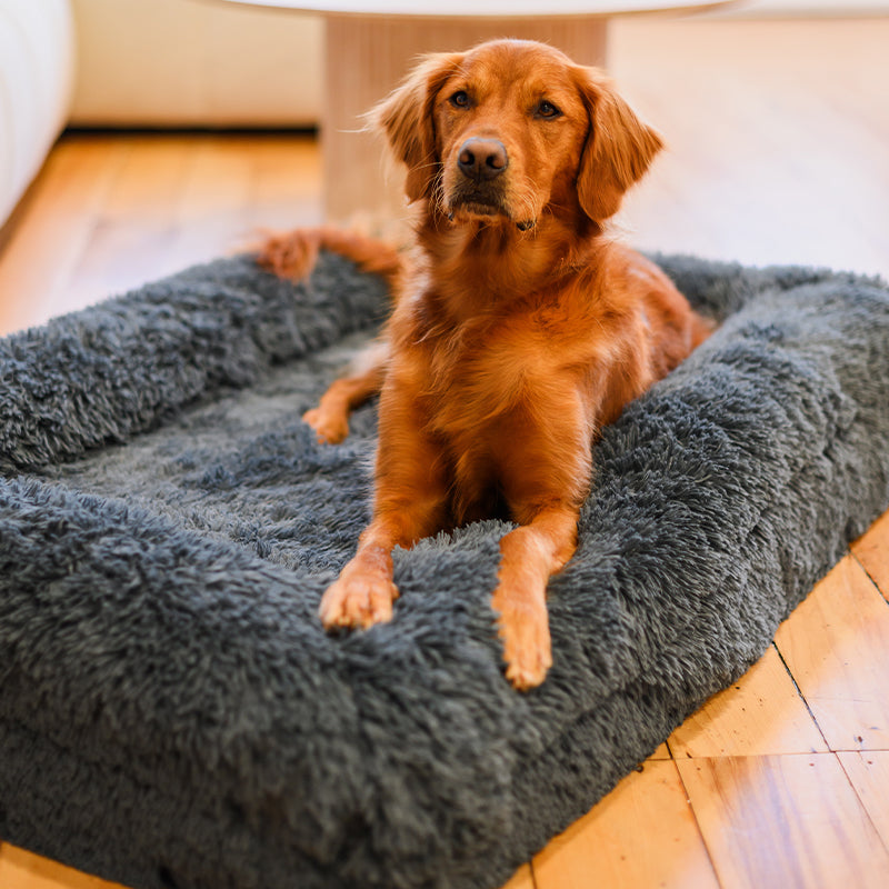 Golden retriever lying on a dark grey Brooklyn memory foam bolster dog bed